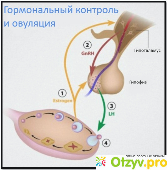 Показателинормы ЛГ