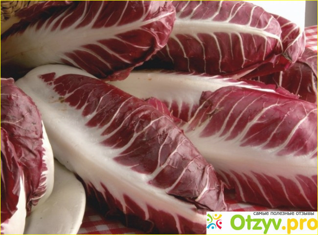 Роль радикио в кулинарии