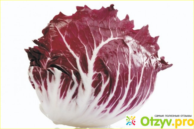 Что представляет радиккио