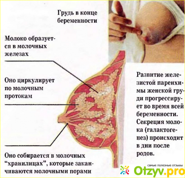 Как выглядит сосок внутри ГРУДЬ после беременности советы и инструкции 14:48 2023
