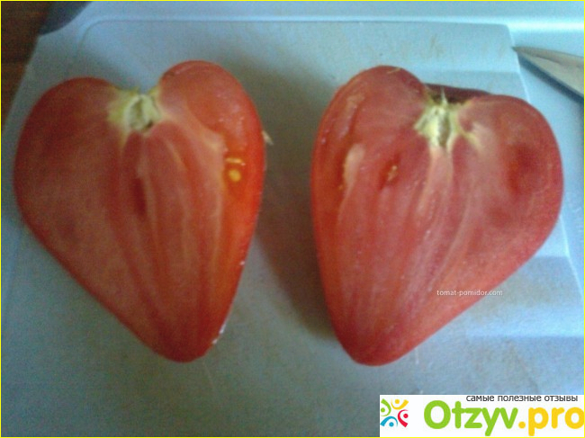Выращивание томатов Вельможа Сибирский Сад