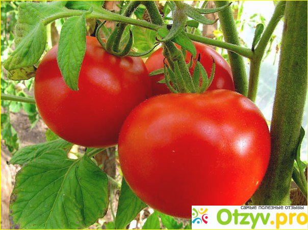 Почему трескаются помидоры фото1