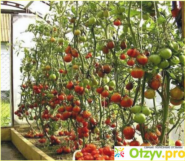 Особенности выращивания помидорного дерева.