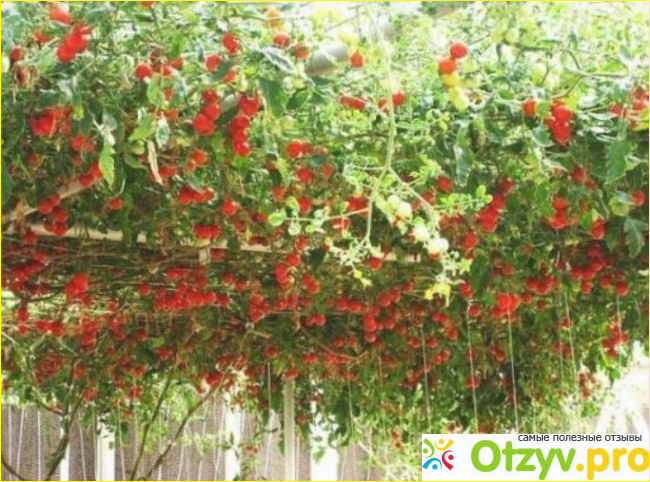 Способы выращивания томатного дерева.