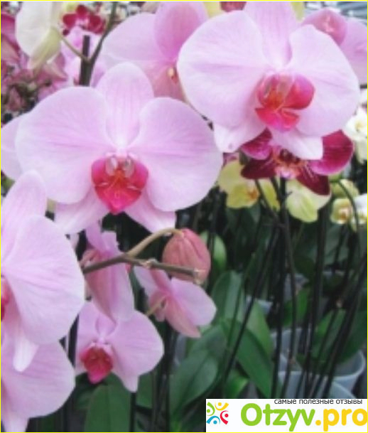 Орхидея Фаленопсис.