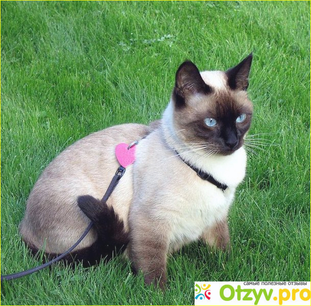 Противопоказания: