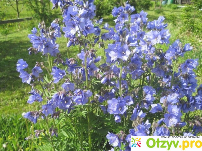 Лечебные свойства растения синюха голубая