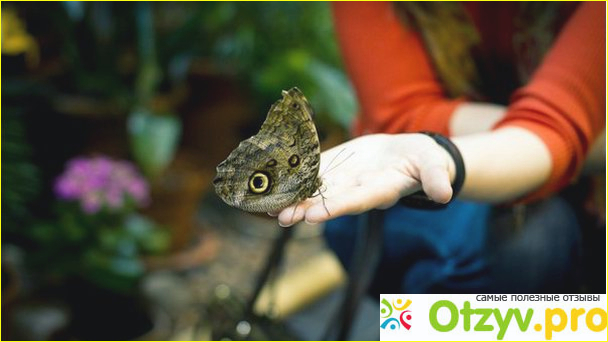 Обитатели музея