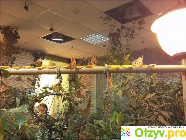 Сад тропических бабочек