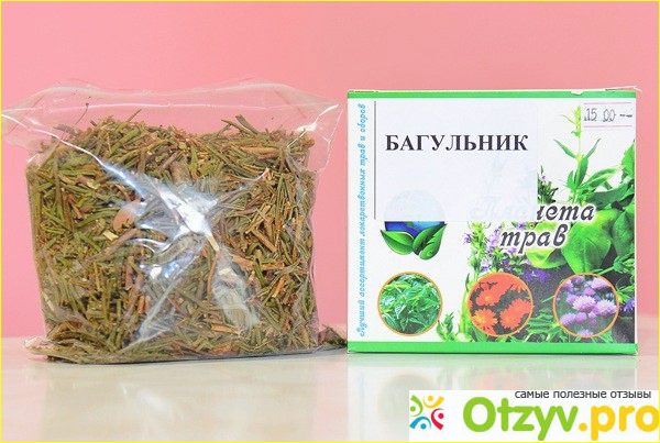 Как самому можно заготовить багульник