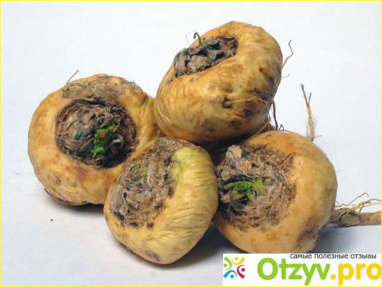 Происхождение перуанской маки.