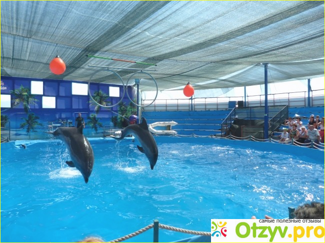 Отзыв о Новороссийский дельфинарий Sea Life