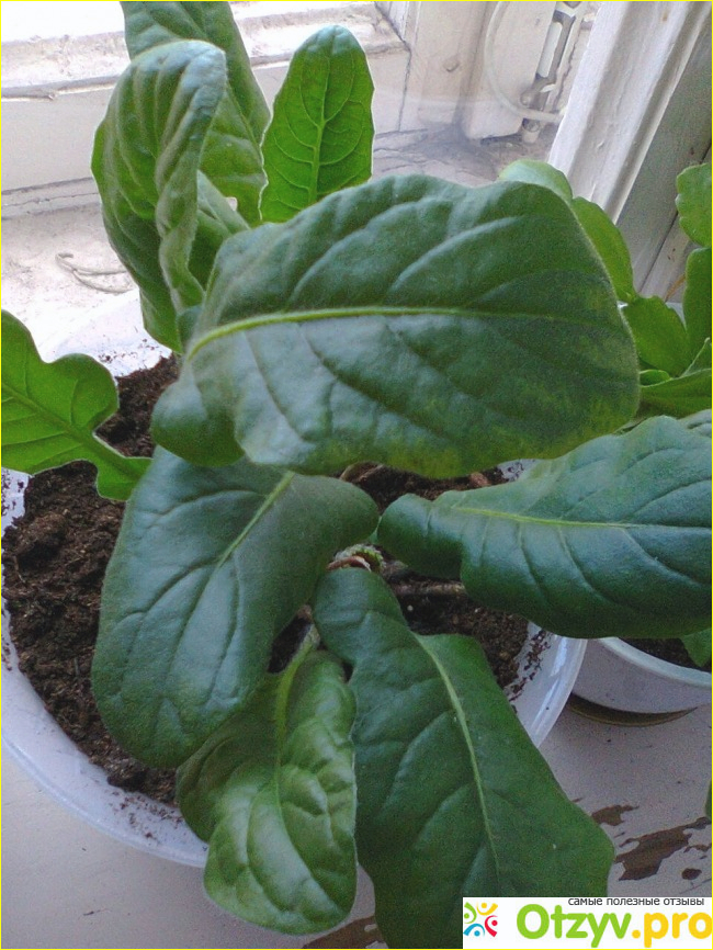 Комнатное растение Гербера горшечная фото1