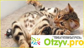 Бенгальская кошка фото1