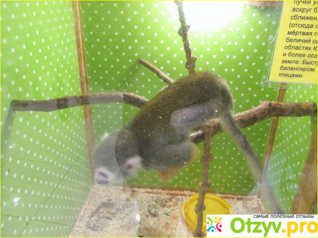 Передвижной контактный зоопарк Мадагаскарские лемуры фото1