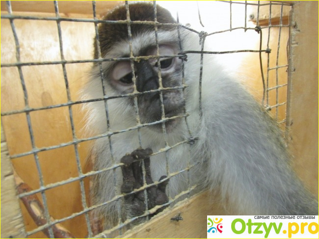 Передвижной контактный зоопарк Мадагаскарские лемуры фото2