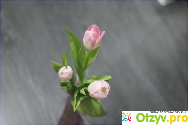 Отзыв о Canon EOS 500D