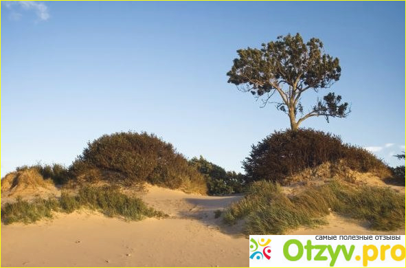 Canon EOS 450 D фото1