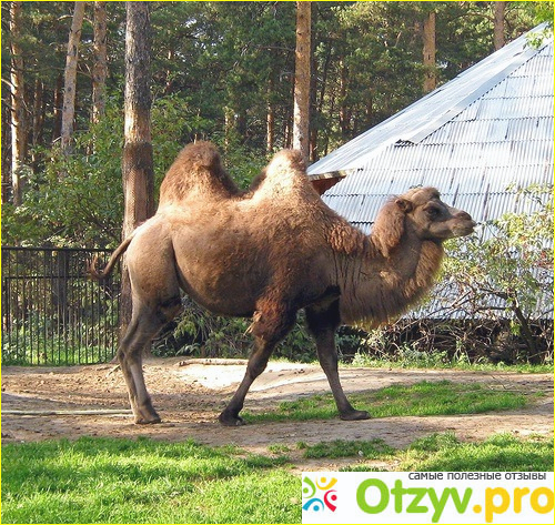 Новосибирский зоопарк (Россия. Новосибирск) фото5