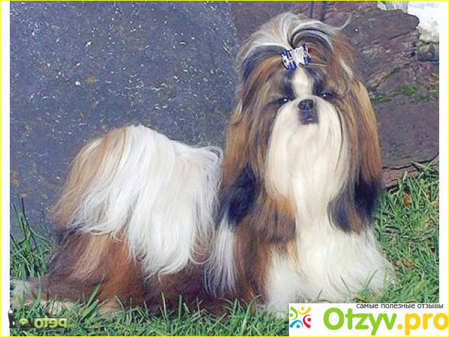 Отзыв о Собака породы Ши-тцу