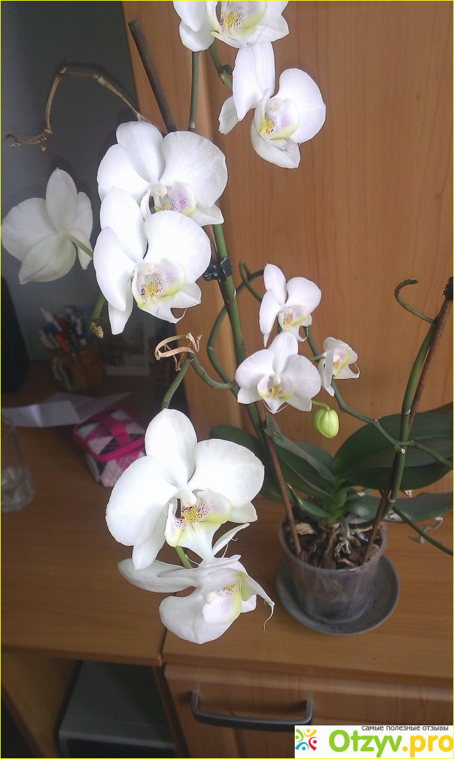 Отзыв о Орхидея Фаленопсис
