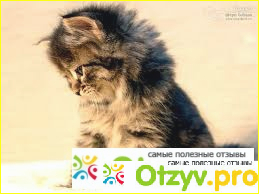 Сибирская кошка фото2