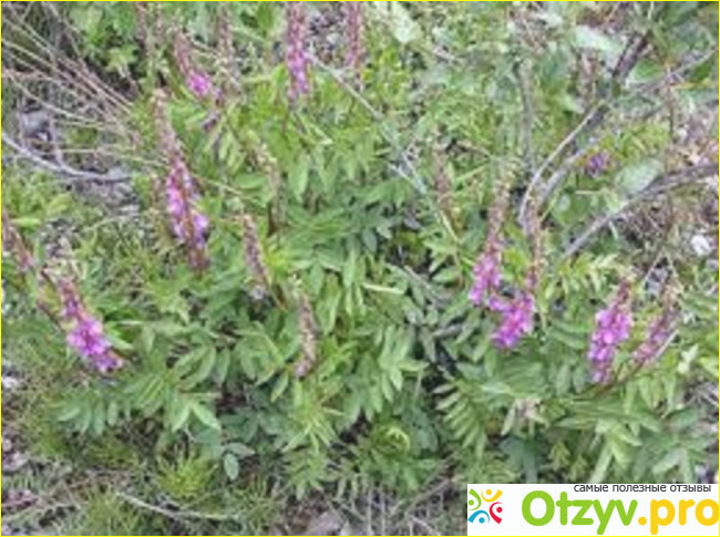 Отзыв о Корень солодки сироп