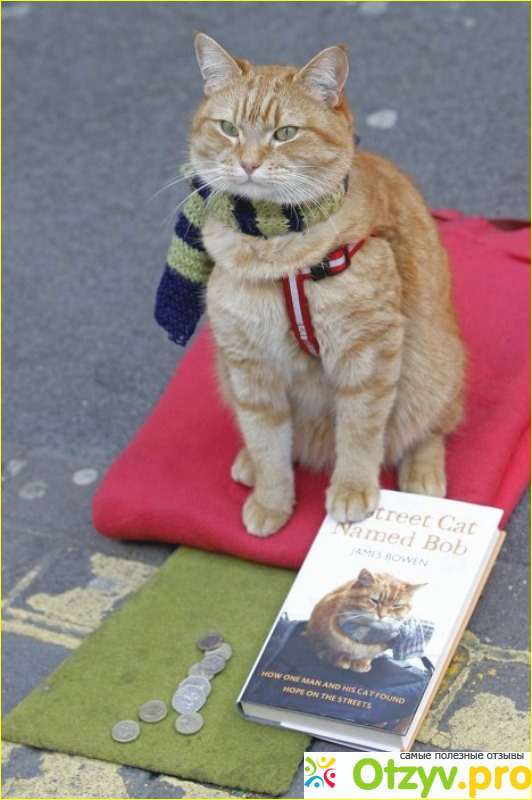 Отзыв о Книга Уличный кот по имени Боб