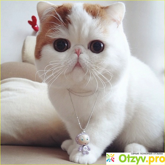 Отзыв о Коты экзоты