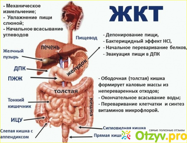 Как действует сбор трав для лечения желудка и кишечника