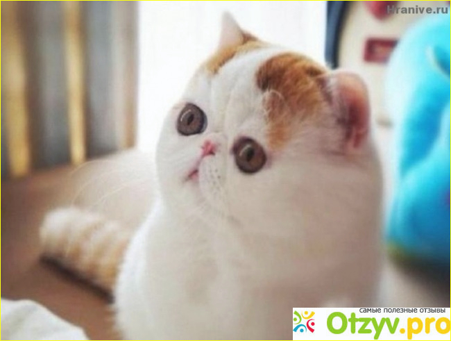 Коты экзоты фото1
