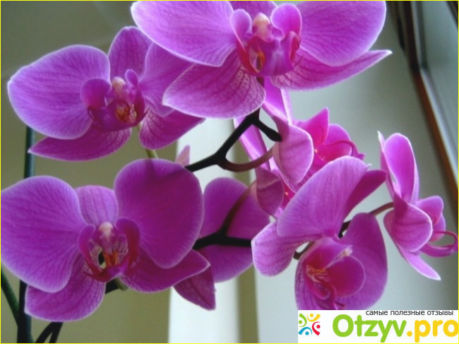 Отзыв о Орхидея цена