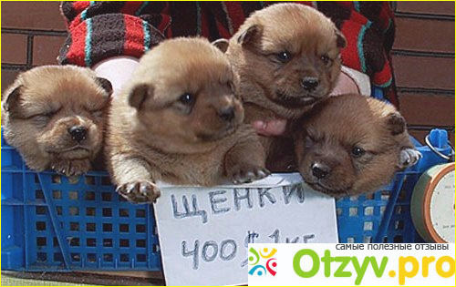 Отзыв о Птичий рынок Москва