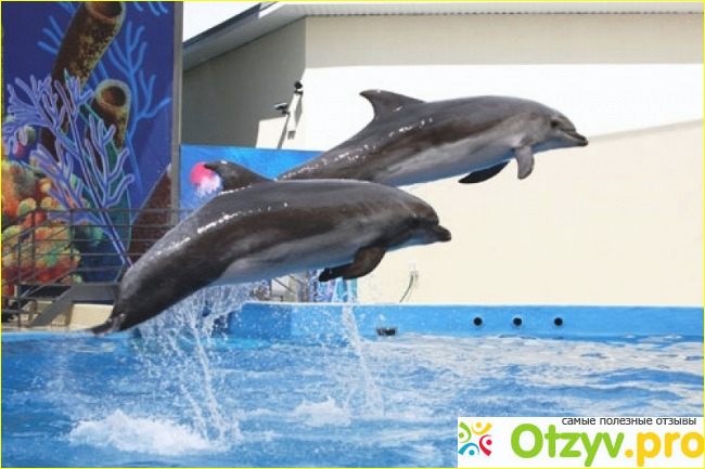 Дельфинарий анапа фото4