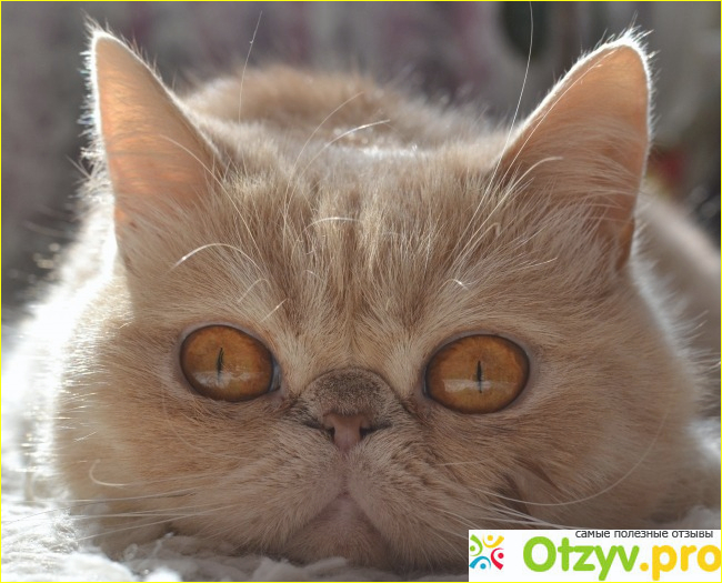 Коты экзоты фото2