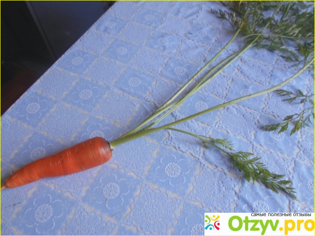 Отзыв о Семена на ленте морковь Королева осени