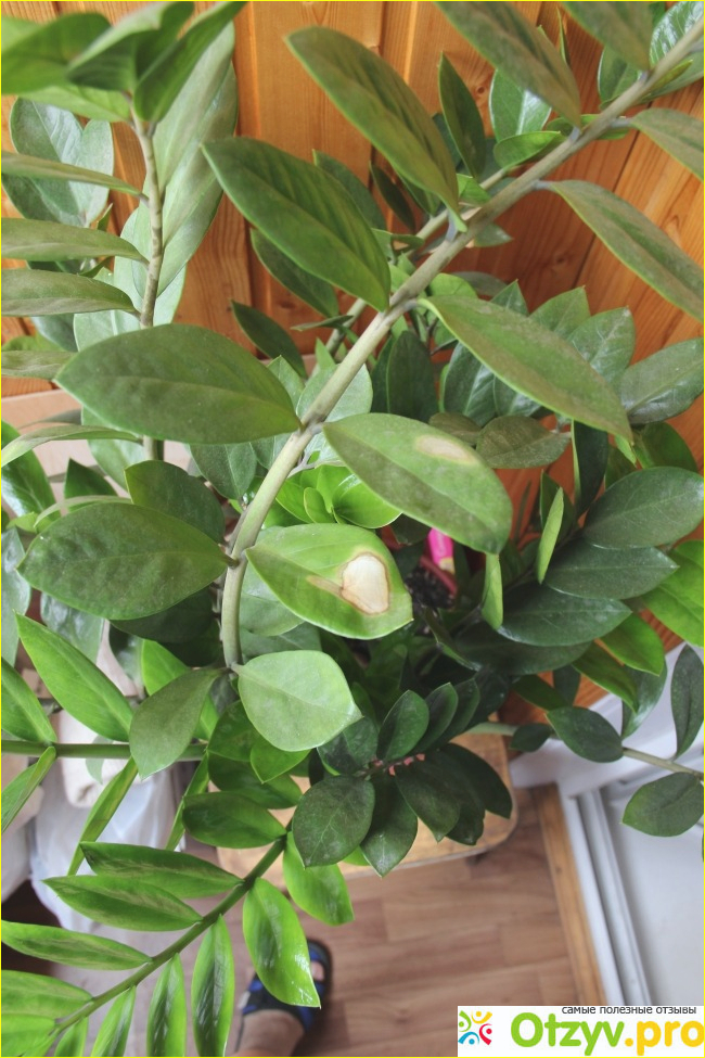 Отзыв о Замиакулькас