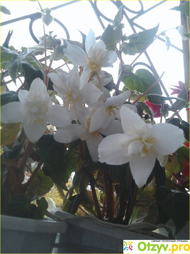 Цветы Бегония. фото4