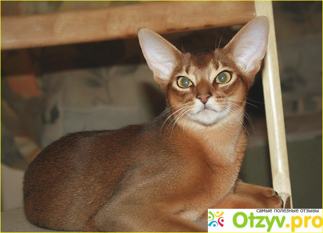 Абиссинская кошка порода фото1