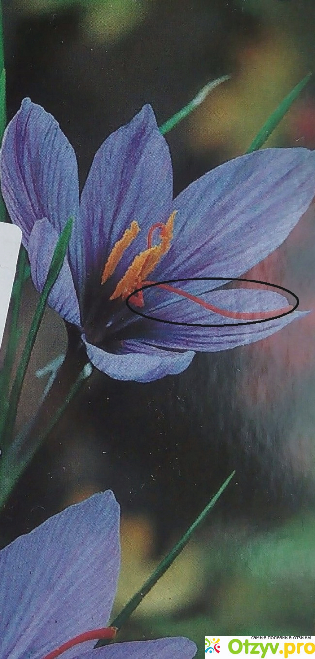 Отзыв о Цветы Шафран или крокусы осеннего цветения