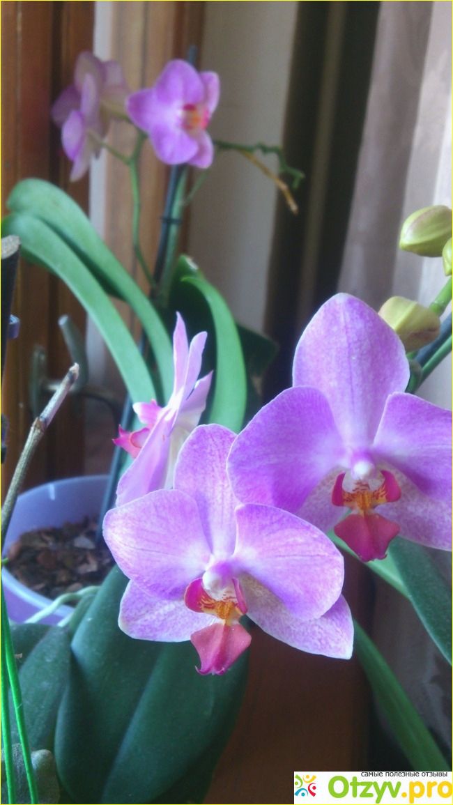 Орхидеи фаленопсис фото1