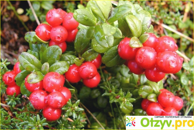 Отзыв о Cranberry Concentrate