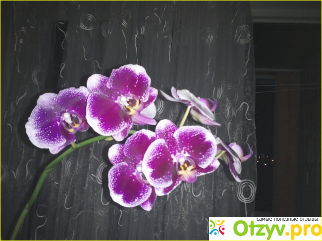 Отзыв о Орхидеи фаленопсис