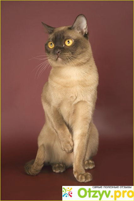Бурманская кошка фото1