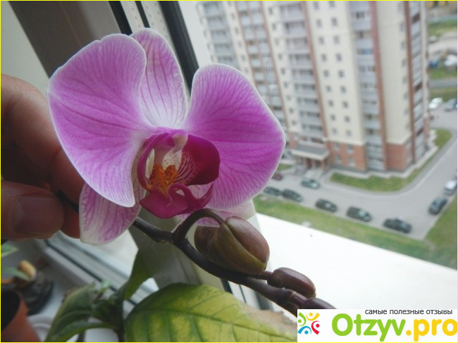 Отзыв о Орхидеи фаленопсис