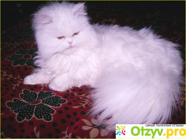 Отзыв о Персидская кошка