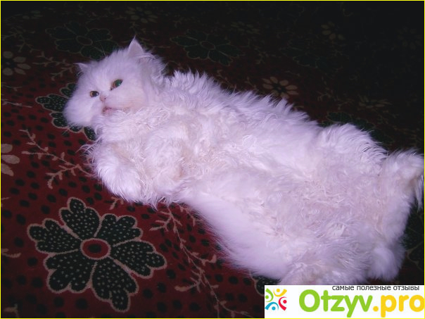 Персидская кошка фото2