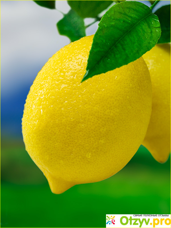 Отзыв о Лимон