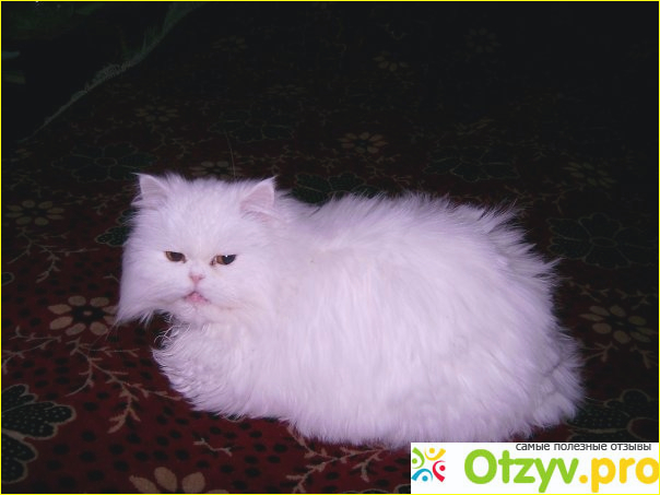 Персидская кошка фото1