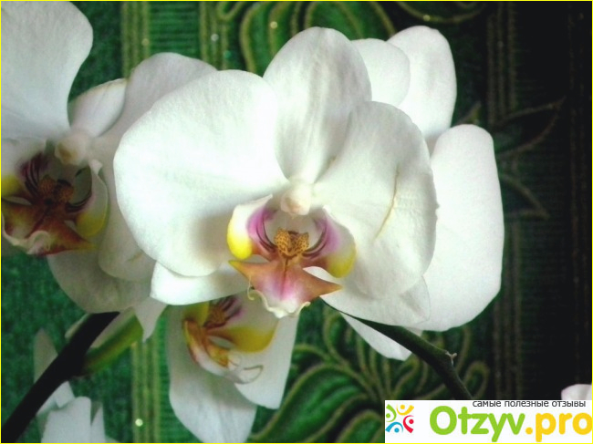 Комнатный цветок орхидея Фаленопсис Granada - для меня было сложно ухаживать за орхидеей